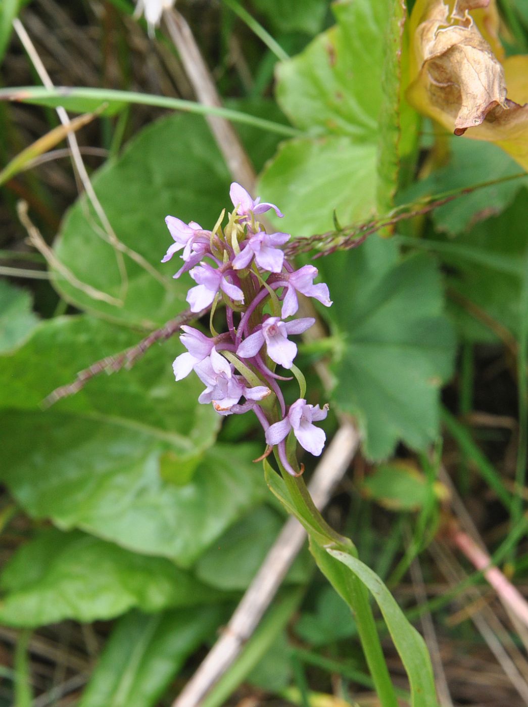 Изображение особи Gymnadenia conopsea.