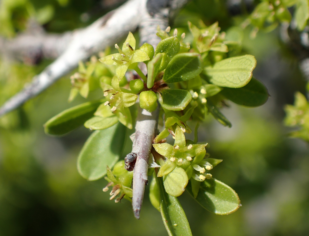 Image of Rhamnus lycioides ssp. oleoides specimen.