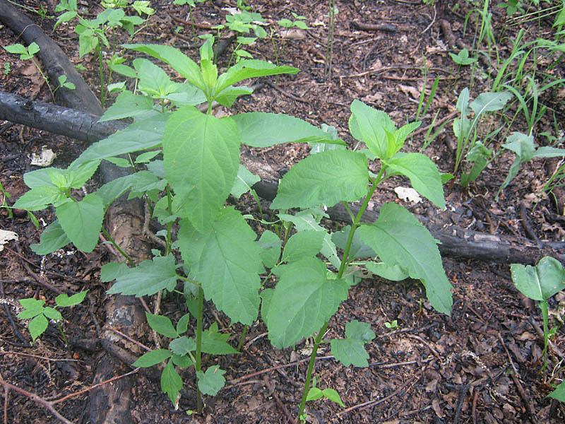 Изображение особи Scrophularia nodosa.