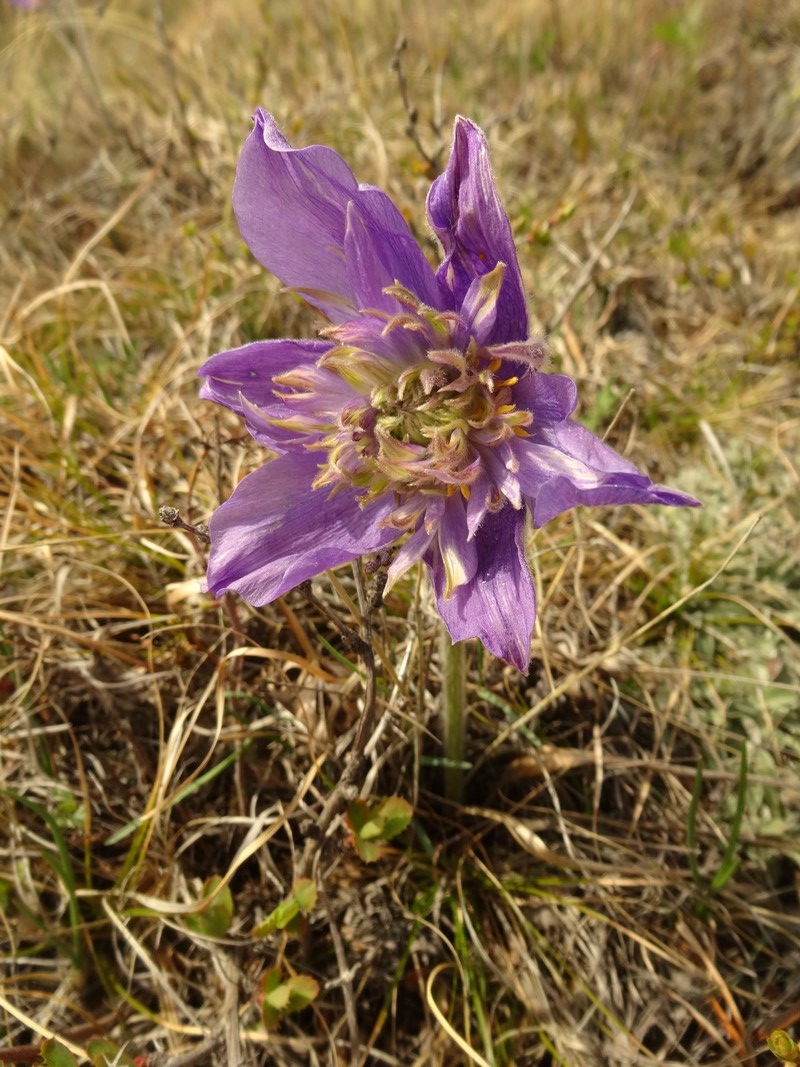 Image of Pulsatilla patens specimen.