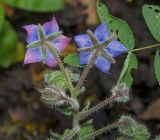 Borago officinalis