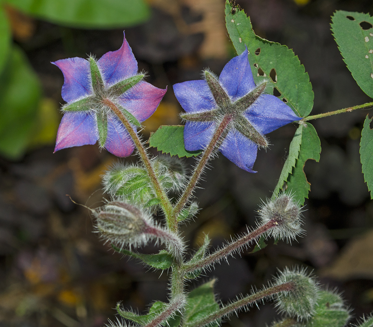 Изображение особи Borago officinalis.