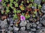 Saxifraga oppositifolia. Цветущее растение. Мурманская обл., Хибины, долина р. Рисйок, осыпающийся каменистый склон. 06.08.2018.