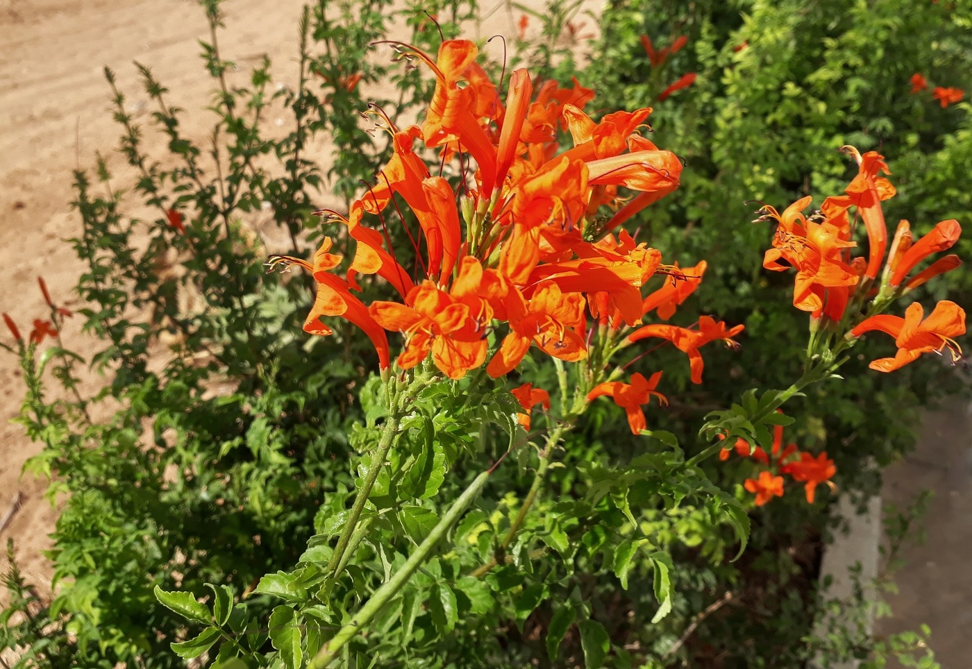 Изображение особи Tecomaria capensis.