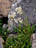 Silene chamarensis. Цветущее растение. Красноярский край, Ермаковский р-н, природный парк \"Ергаки\", гора Видовка, ≈ 1900 м н.у.м., каменистый склон. 15.07.2018.