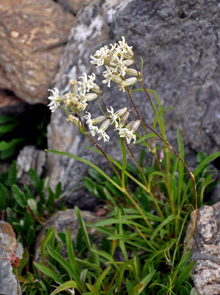 Image of Silene chamarensis specimen.