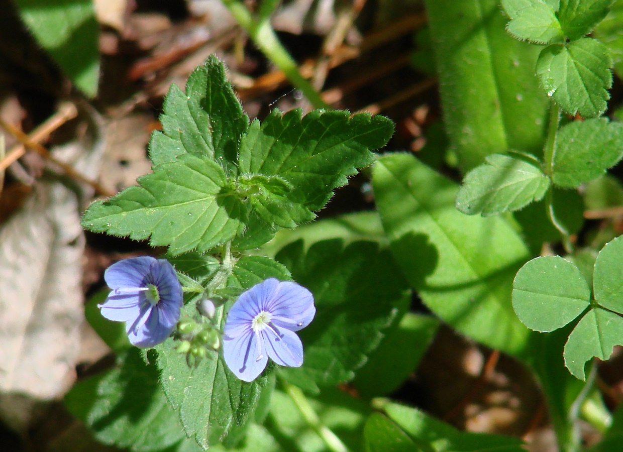 Image of Veronica chamaedrys specimen.