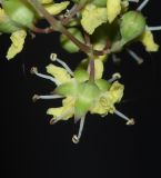 Lawsonia inermis