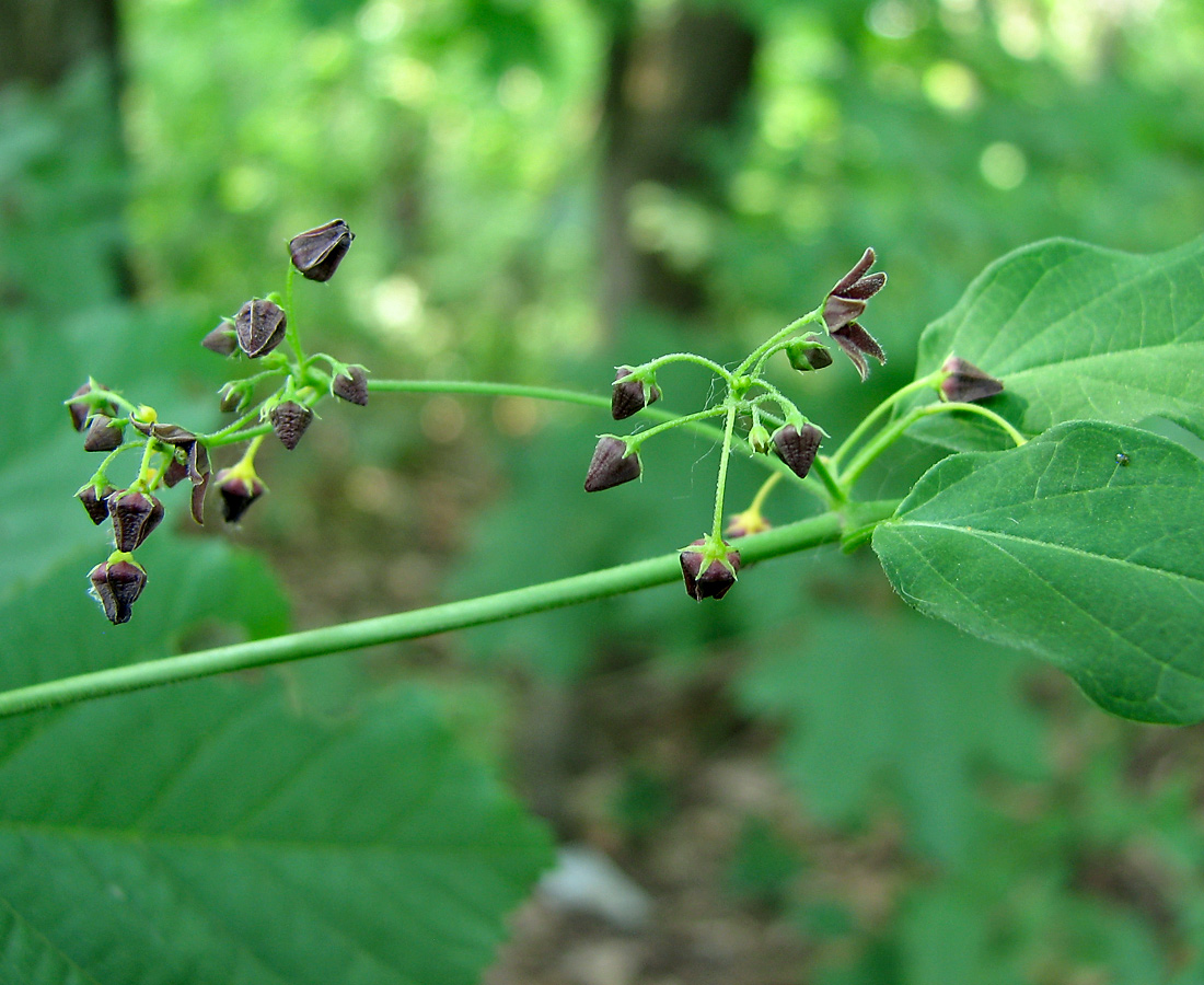 Image of Vincetoxicum scandens specimen.