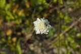 род Scabiosa. Соцветие. Краснодарский край, г. Сочи, Лазаревский р-н, аул Большой Кичмай, обочина горной дороги. 19.08.2018.