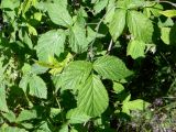 Rubus idaeus