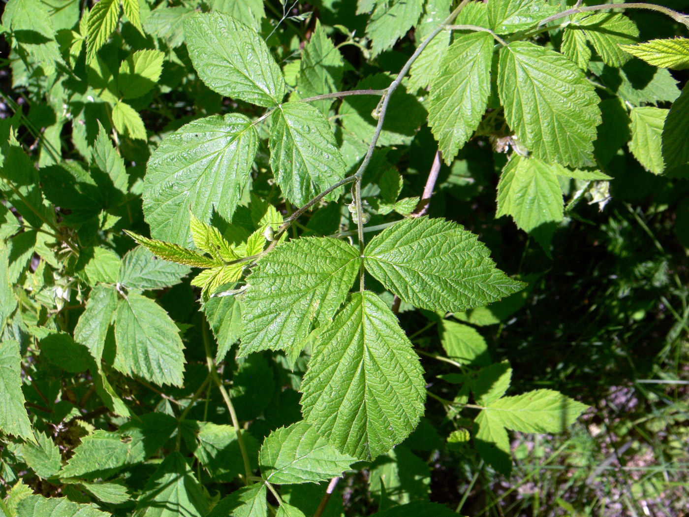 Image of Rubus idaeus specimen.