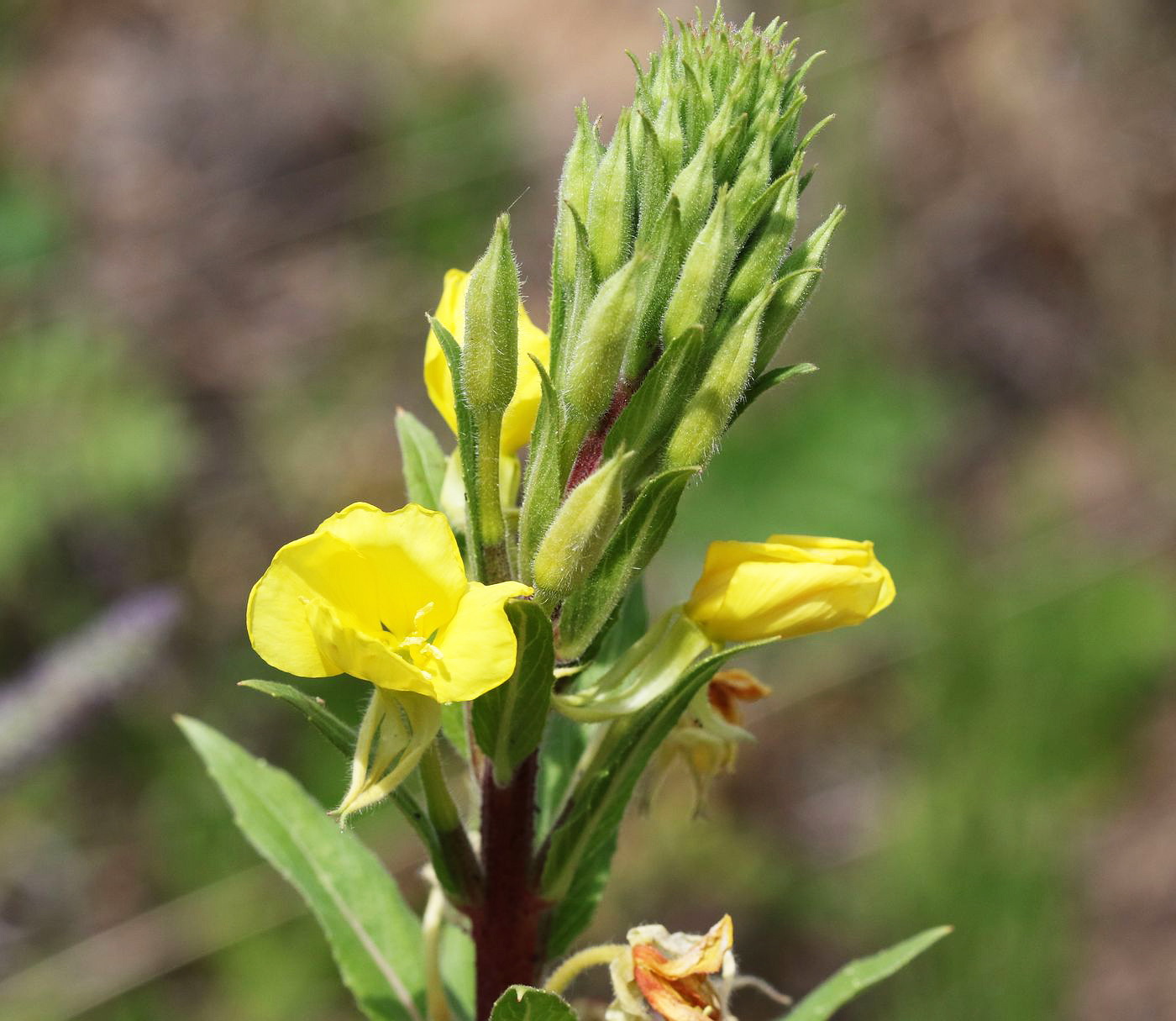 Image of Oenothera rubricaulis specimen.