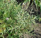 Erucaria hispanica