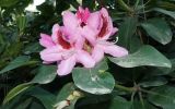 род Rhododendron. Верхушка побега с цветками. Крым, Южный Берег, Партенит, парк ЛОК \"Айвазовское\". 30.04.2018.