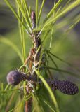 Pinus halepensis. Верхушка побега с завязавшимися шишками. Греция, Эгейское море, о. Парос, холм Кефалос, окр. монастыря Св. Антония; каменистая пешеходная дорожка к монастырю. 31.10.2018.