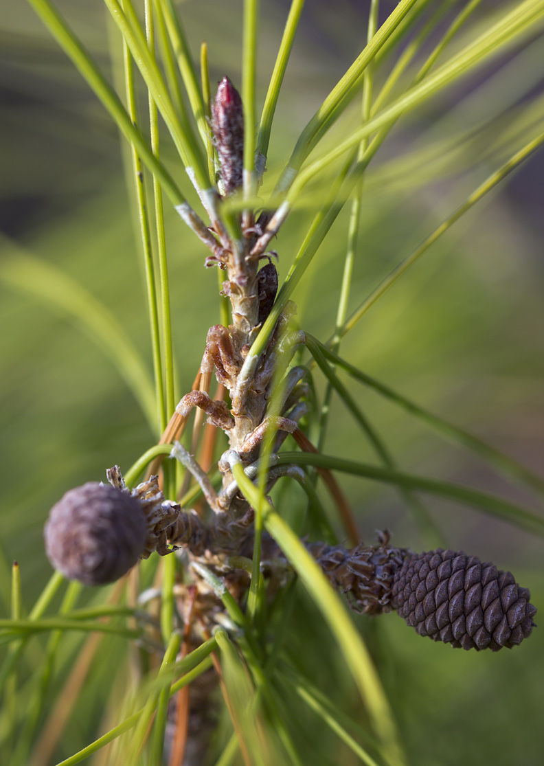 Изображение особи Pinus halepensis.