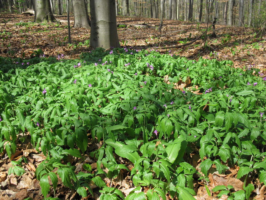 Изображение особи Cardamine glanduligera.