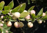 Myrtus variety leucocarpa