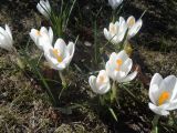 Crocus vernus. Цветущие растения. Тверская обл., г. Тверь, городской сад, газон, в культуре. 15.04.2019.