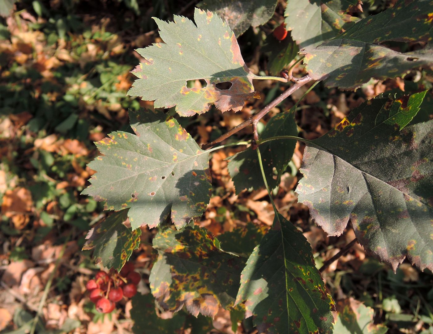 Изображение особи Crataegus chlorocarpa.