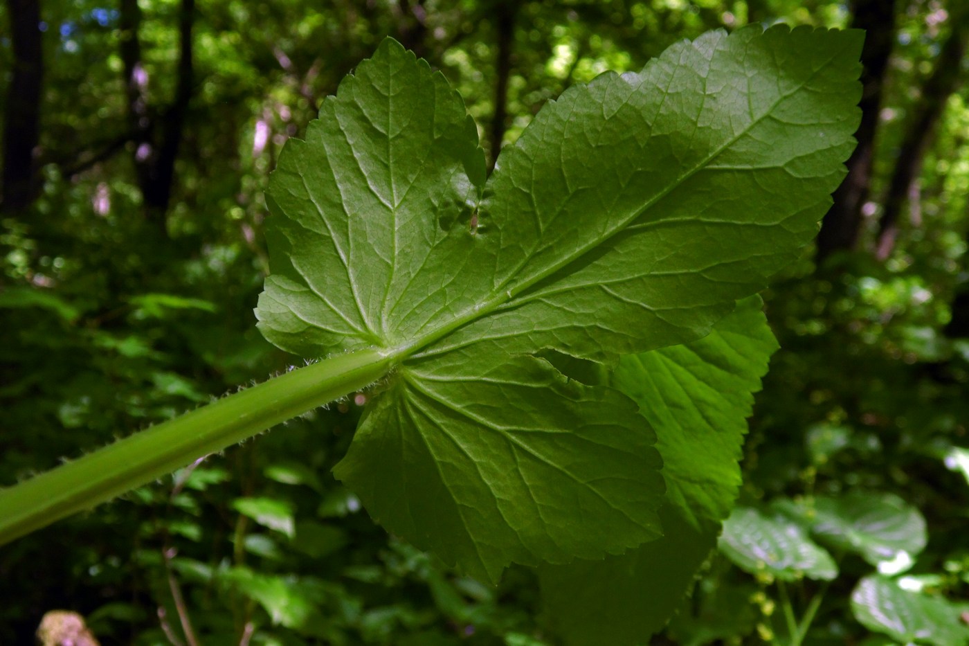 Изображение особи Smyrnium perfoliatum.