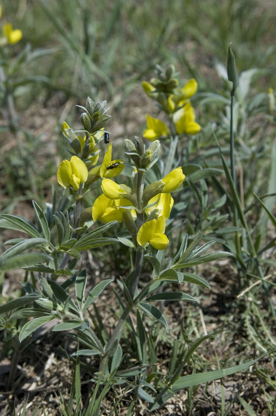 Изображение особи Thermopsis lanceolata.