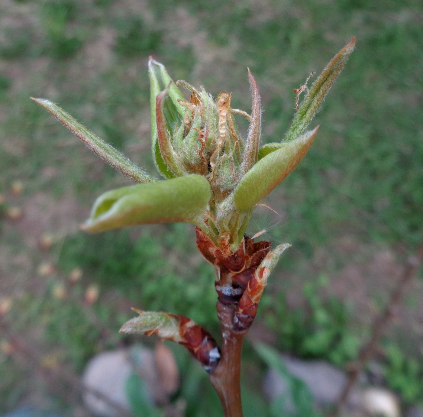 Image of Pyrus communis specimen.