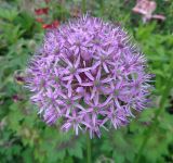 род Allium
