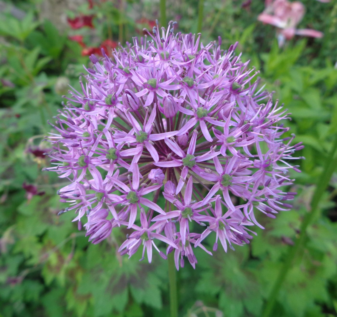 Image of genus Allium specimen.