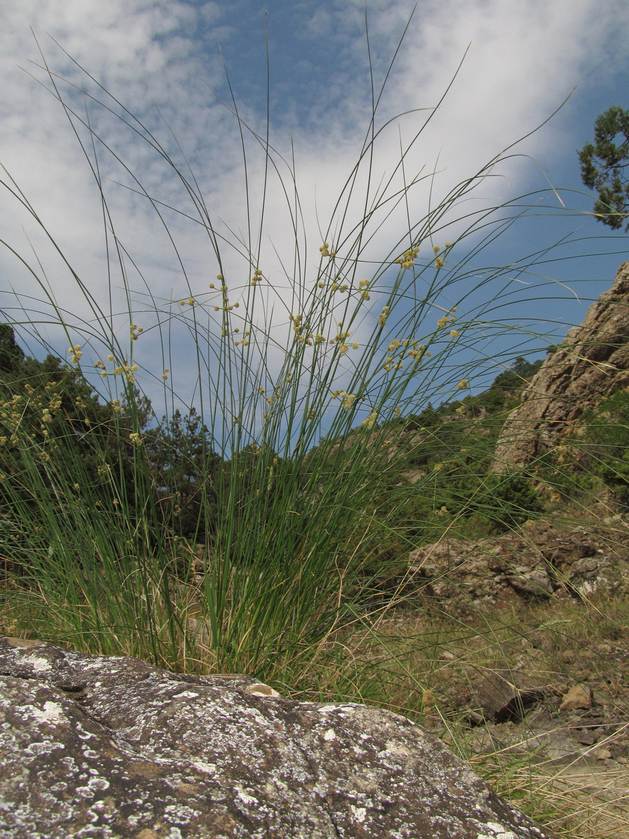 Image of Scirpoides holoschoenus specimen.