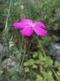 Dianthus caucaseus. Верхушка побега с соцветием с цветком и бутоном. Карачаево-Черкесия, Урупский р-н, окр. с. Курджиново, остепнённый выход скалы. 3 августа 2019 г.