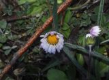 Bellis perennis