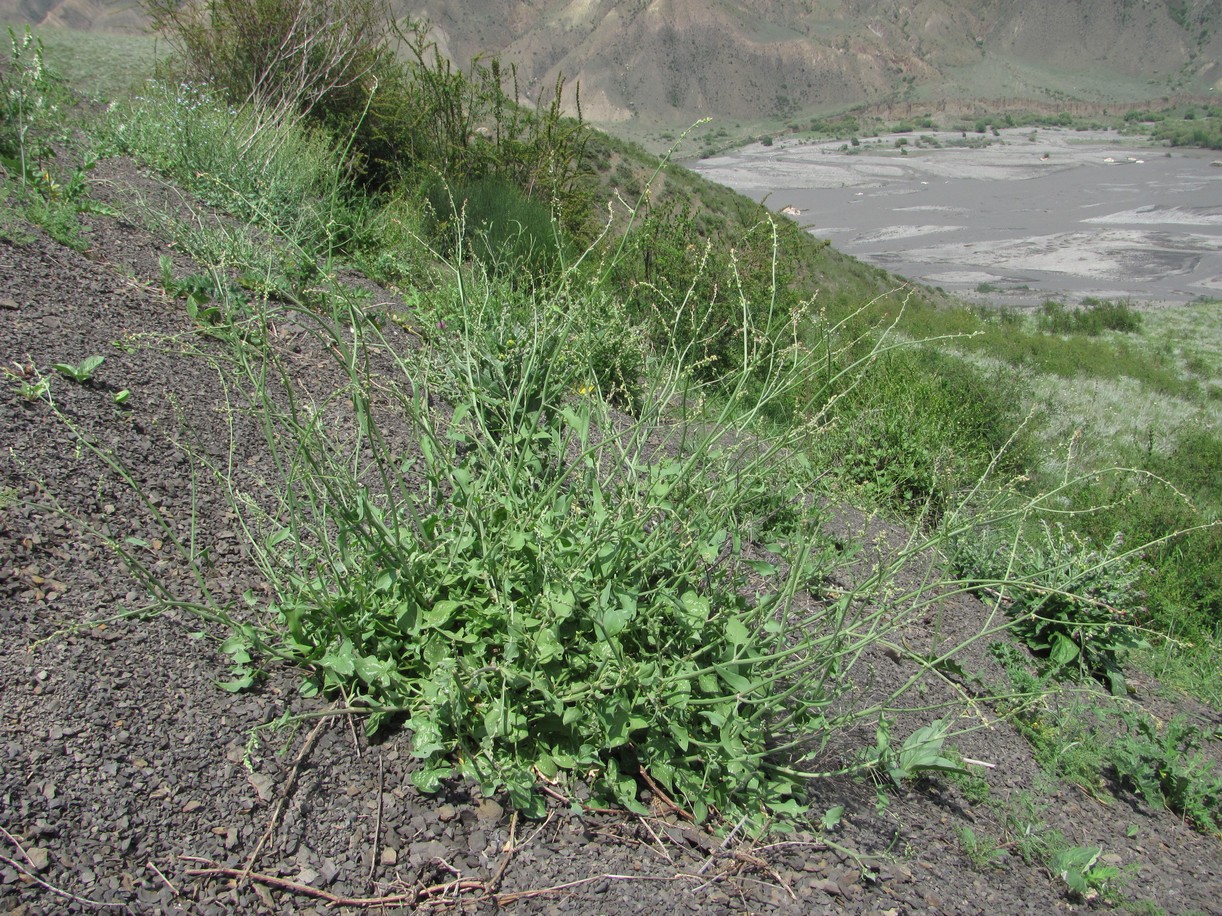 Изображение особи Rumex hastifolius.