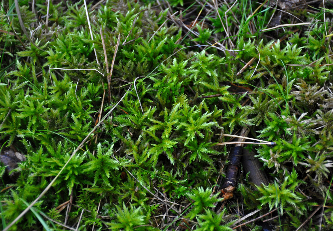 Изображение особи Climacium dendroides.