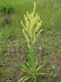 Verbascum lychnitis