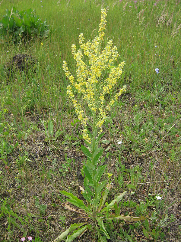 Изображение особи Verbascum lychnitis.