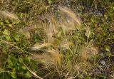 Hordeum jubatum