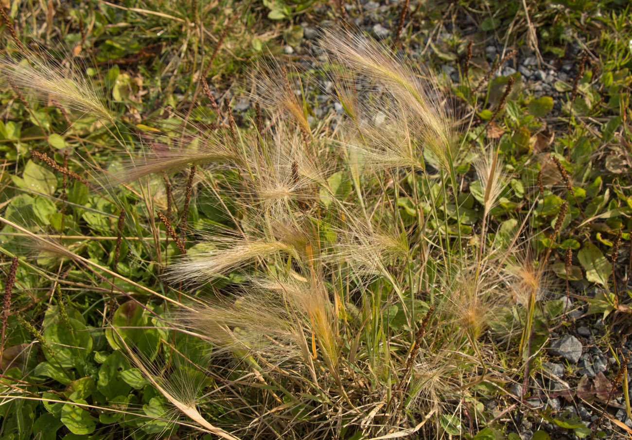 Image of Hordeum jubatum specimen.