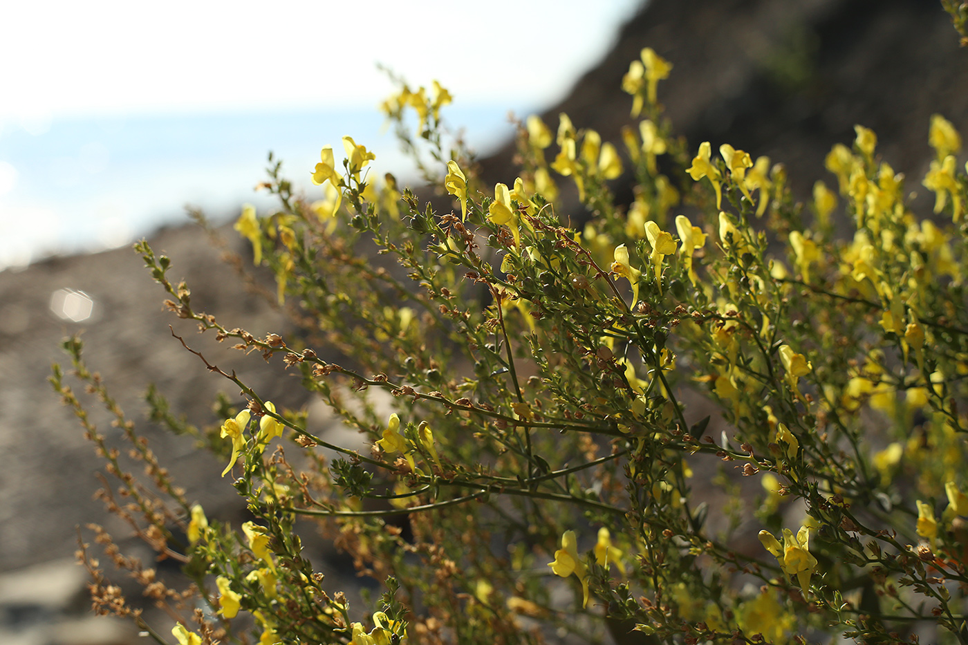 Image of Linaria genistifolia specimen.