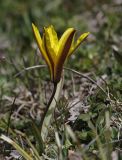 Tulipa heterophylla. Цветущее растение. Кыргызстан, Иссык-Кульская обл., Внутренний Тянь-Шань, хр. Терскей-Ала-Тоо, ущ. Джеты-Огуз, ≈ 2600 м н.у.м., лужайка на правом берегу р. Джеты-Огуз. 11.05.2019.