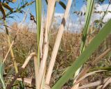 Calamagrostis glomerata