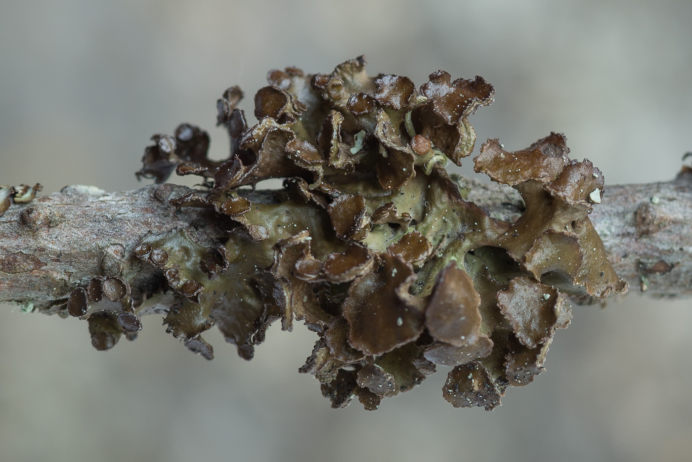 Image of Cetraria sepincola specimen.