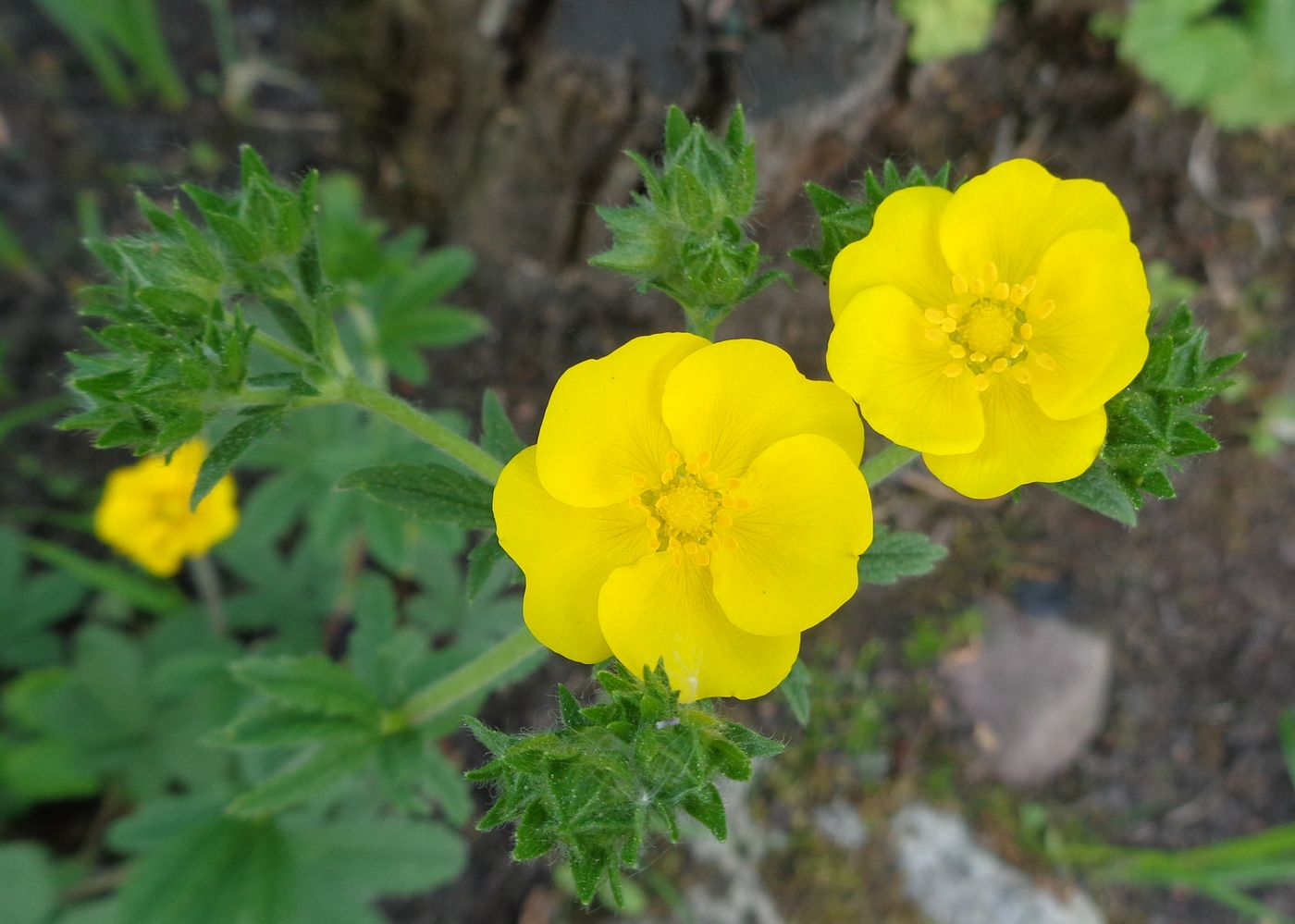 Изображение особи род Potentilla.