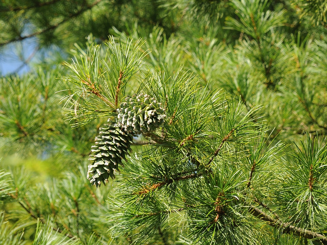 Image of Pinus koraiensis specimen.
