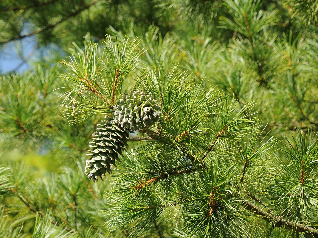 Изображение особи Pinus koraiensis.