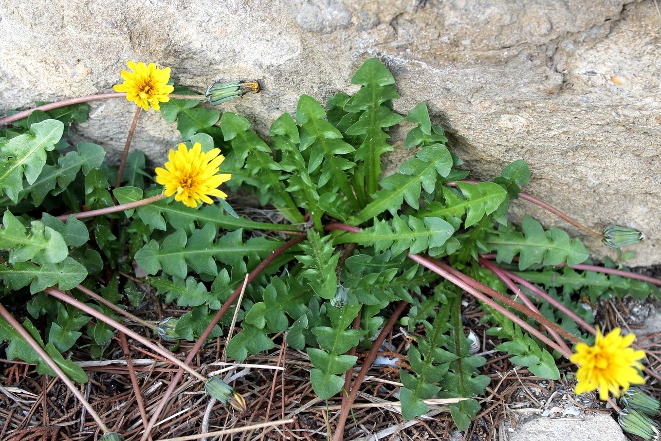 Изображение особи род Taraxacum.