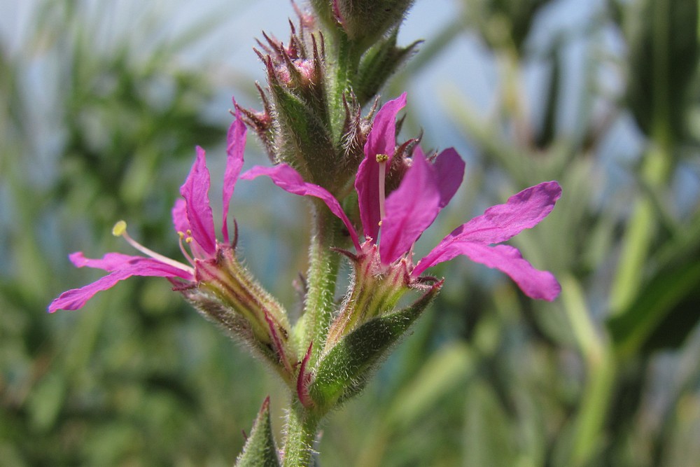 Изображение особи Lythrum tomentosum.