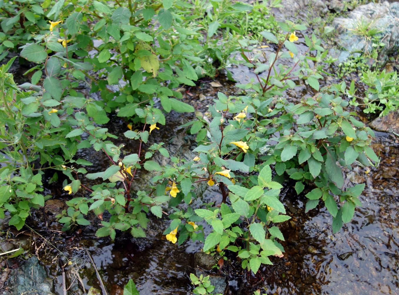 Image of Impatiens noli-tangere specimen.