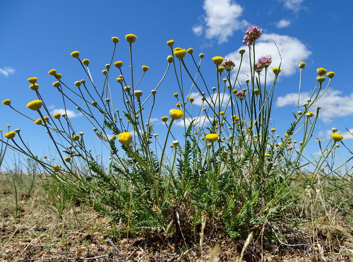 Image of Tanacetum scopulorum specimen.